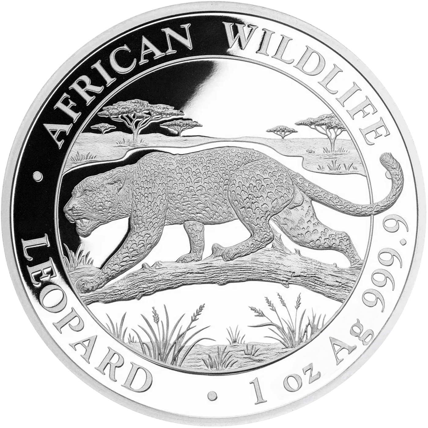 Přední strana Stříbrná investiční mince Leopard Somálsko 1 Oz 2026
